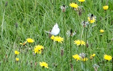 Spiegelwaldstadion <i>Gr&uuml;nhain-Beierfeld</i>