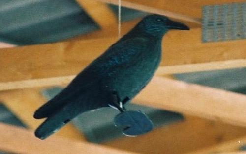 Victoria-Stadion Hoheluft - ... fressen ihn die Raben ... oder Kr&auml;hen